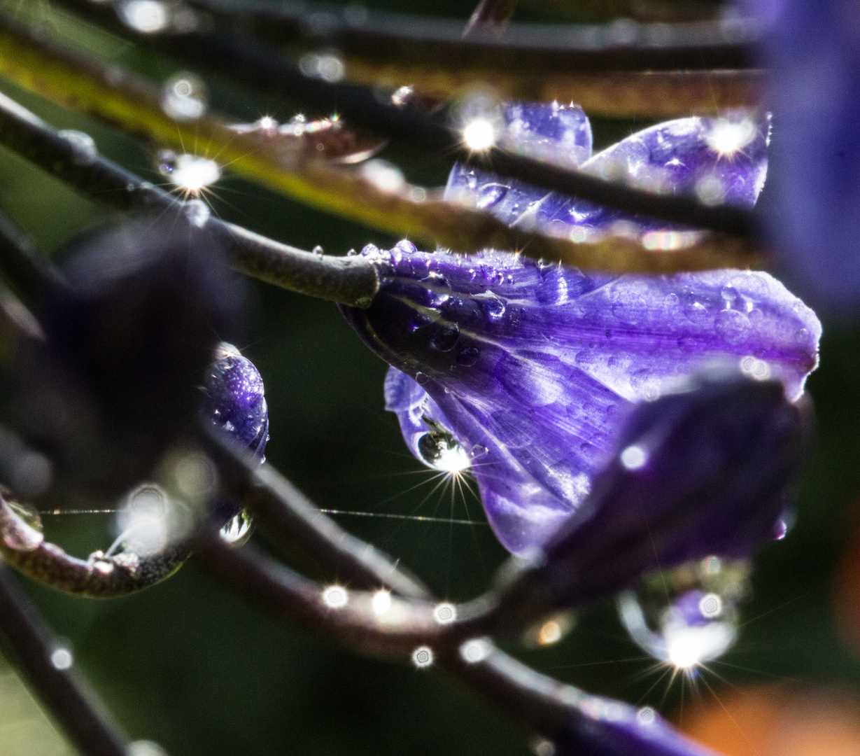 Nach dem Regen