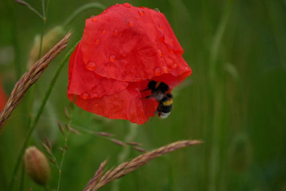 nach dem Regen... 