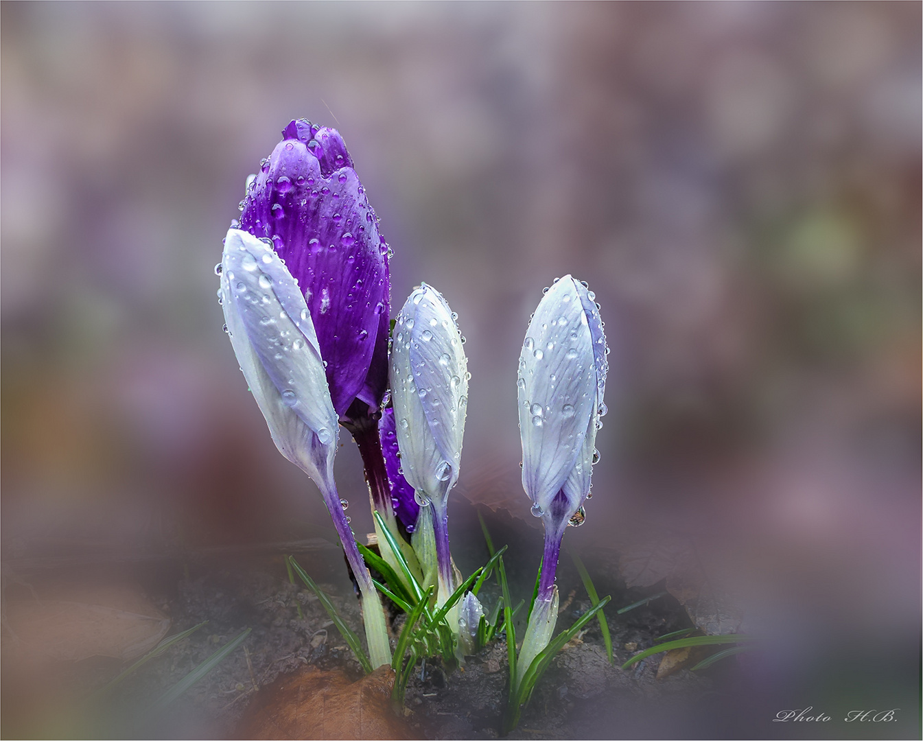 NACH DEM REGEN