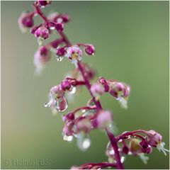 Nach dem Regen