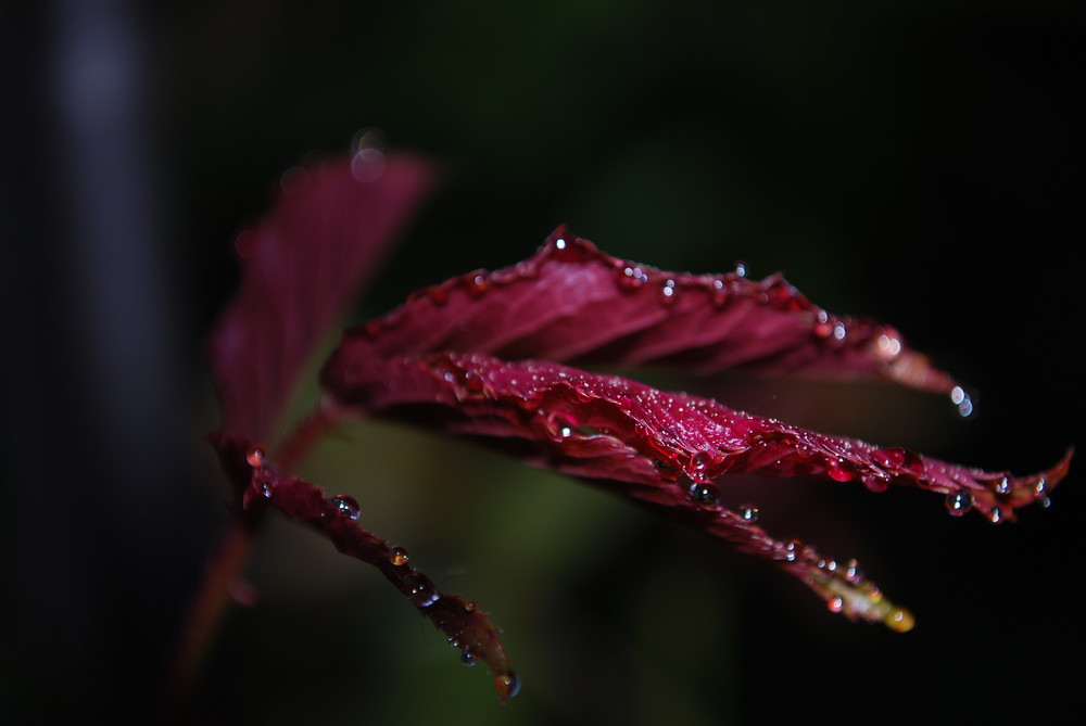 nach dem Regen