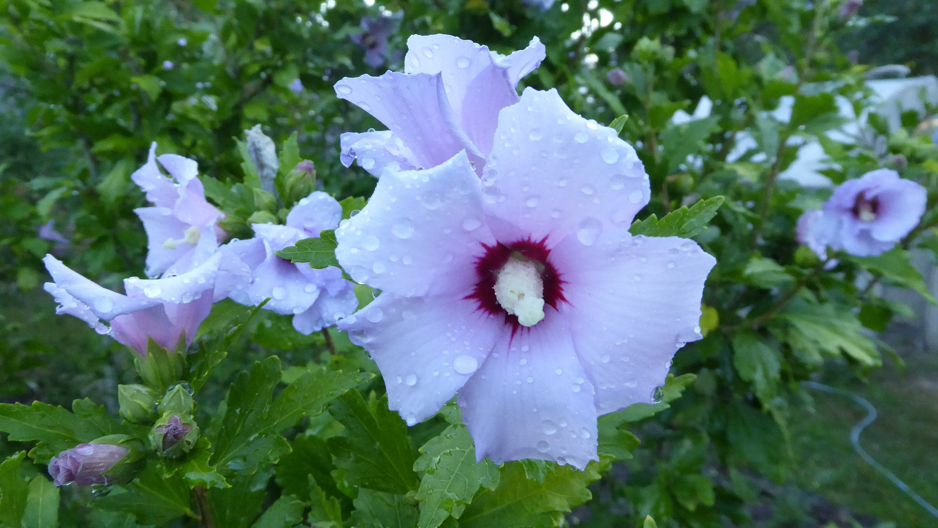 Nach dem Regen 