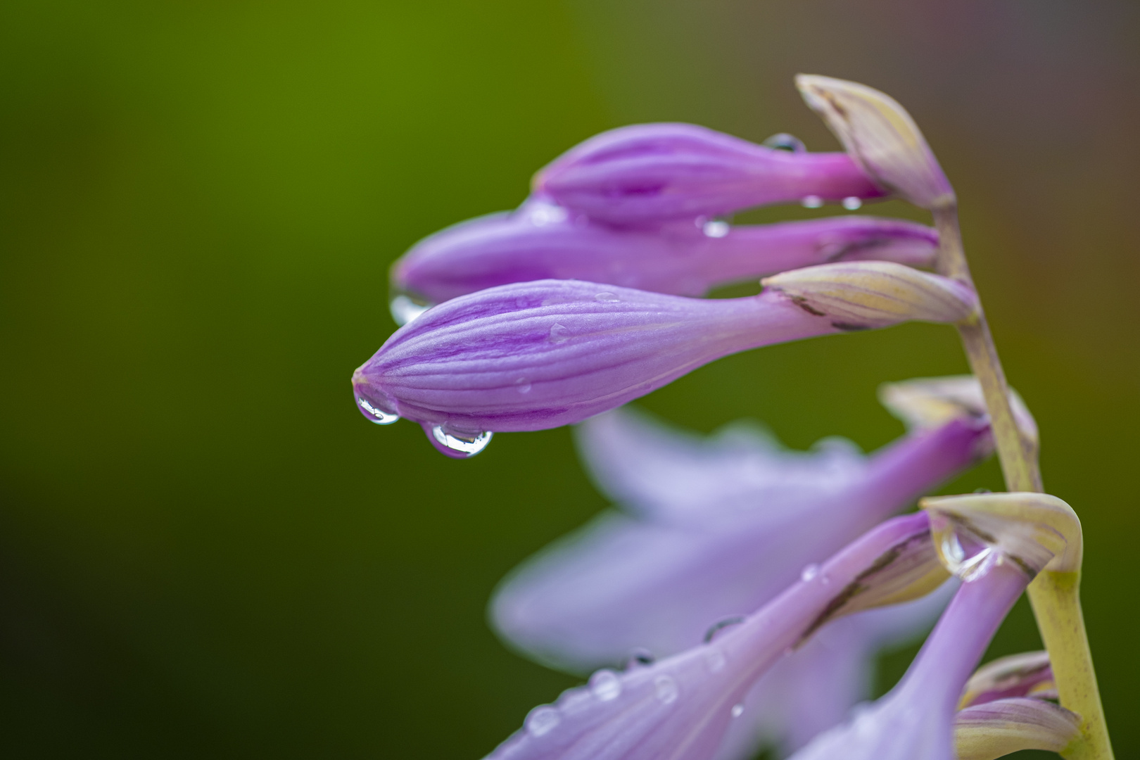 Nach dem Regen: