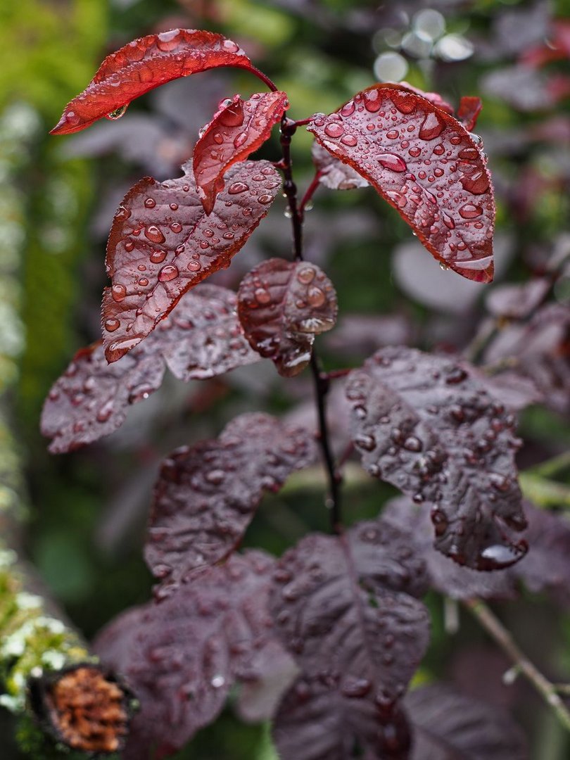 Nach dem Regen