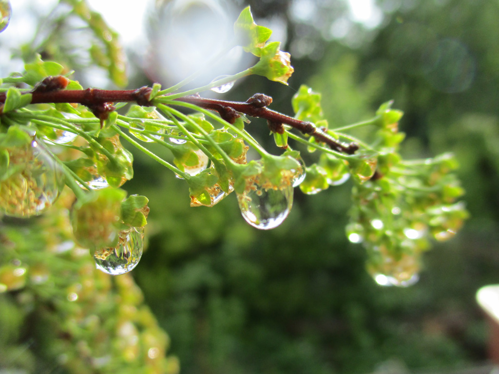  nach dem Regen 