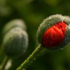 Nach dem Regen