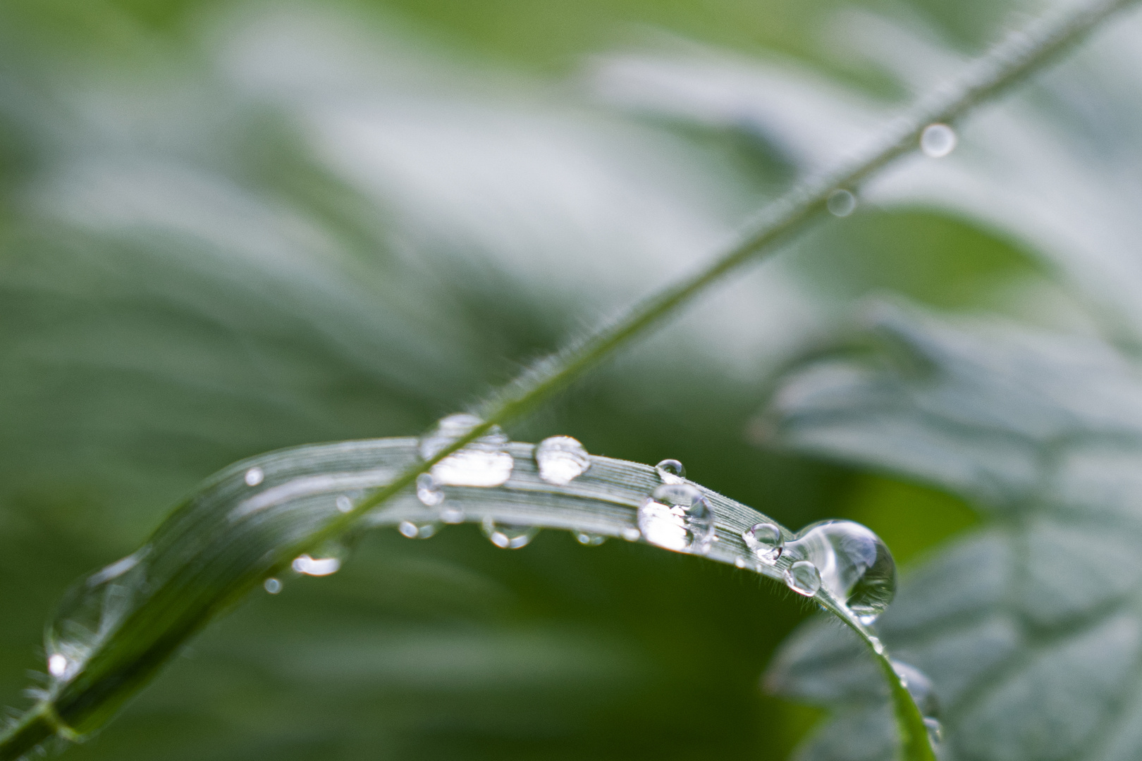 Nach dem Regen