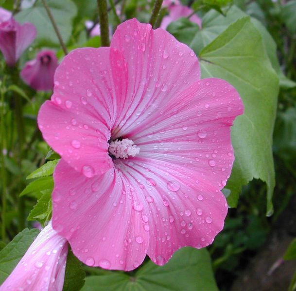 nach dem Regen