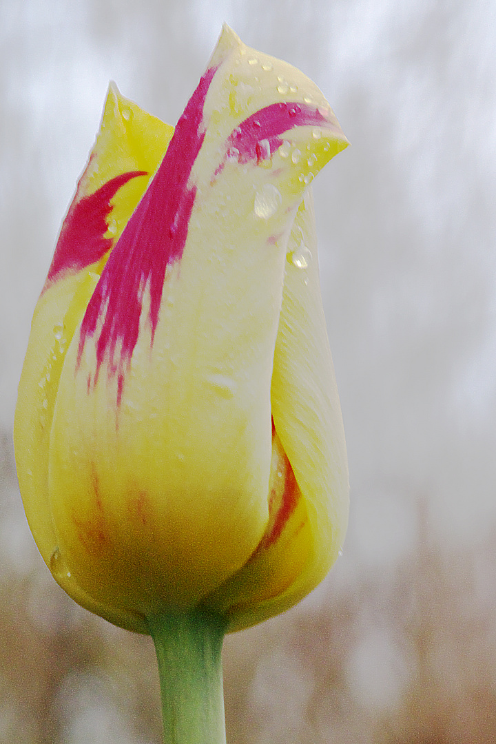 Nach dem Regen