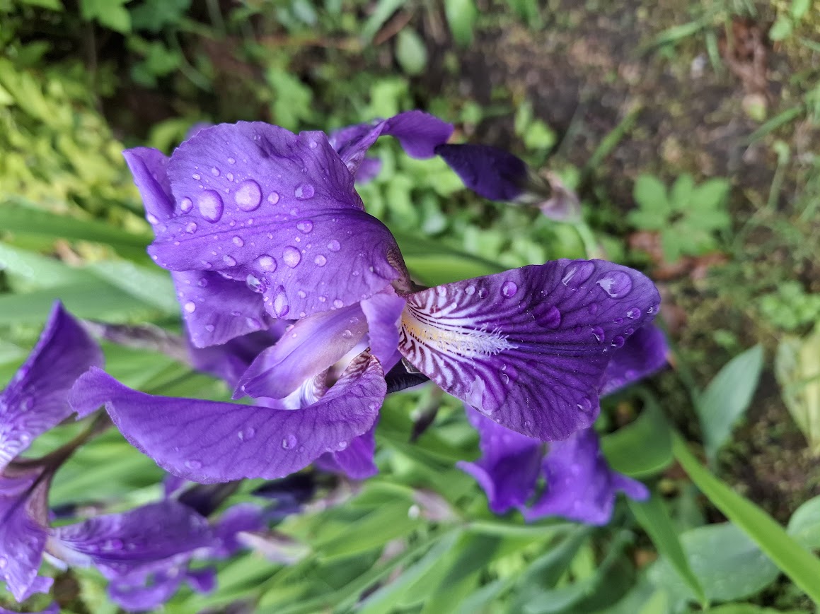 nach dem Regen