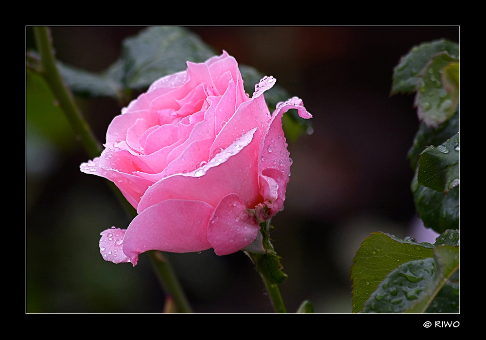 nach dem Regen......