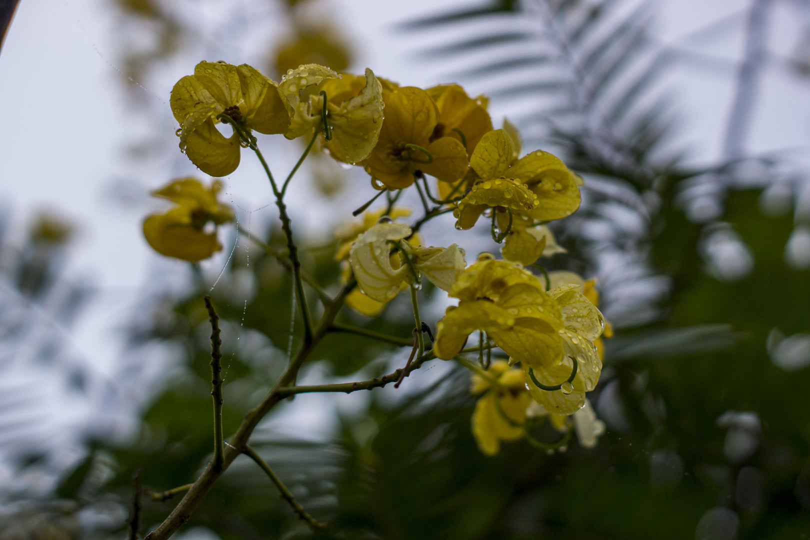 Nach dem Regen