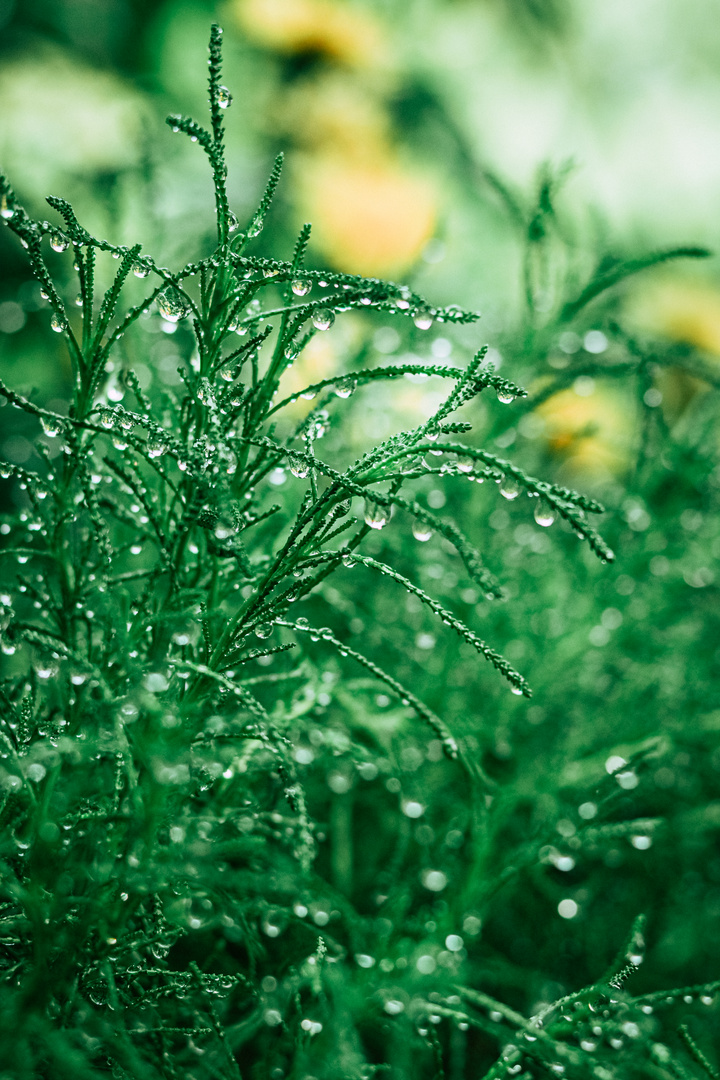 nach dem Regen