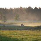 Nach dem Regen ...