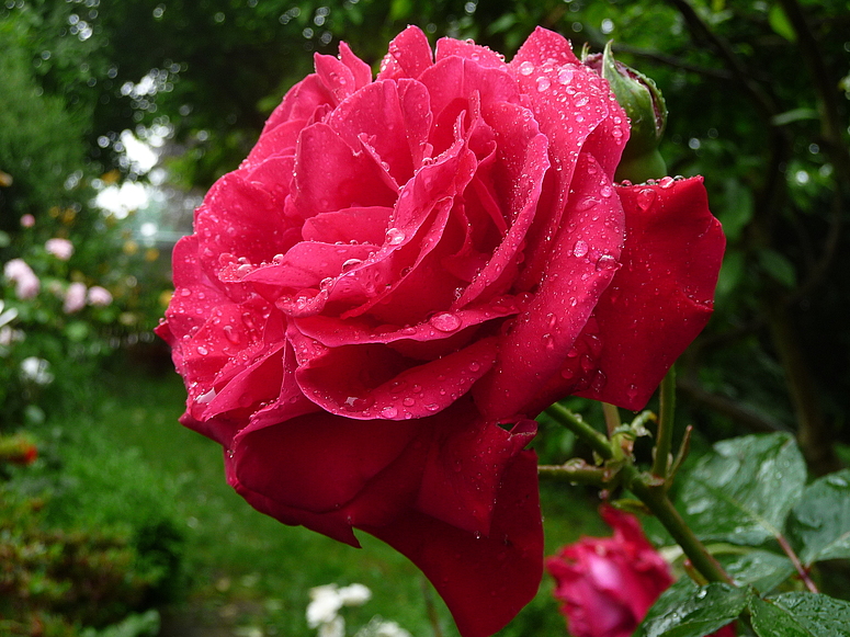 Nach dem Regen