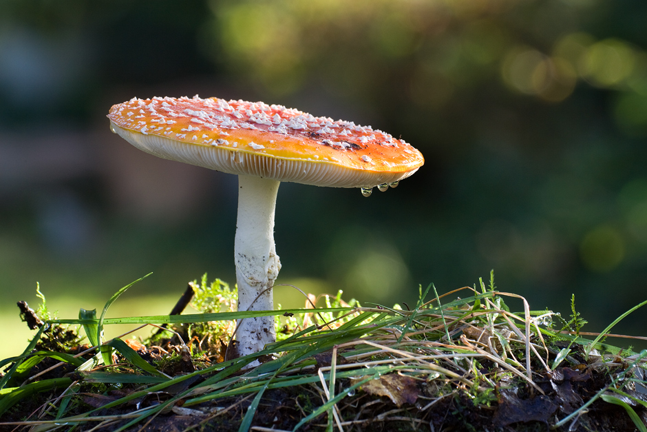 Nach dem Regen... Foto & Bild pflanzen, pilze & flechten, pilze & flechten, natur Bilder auf