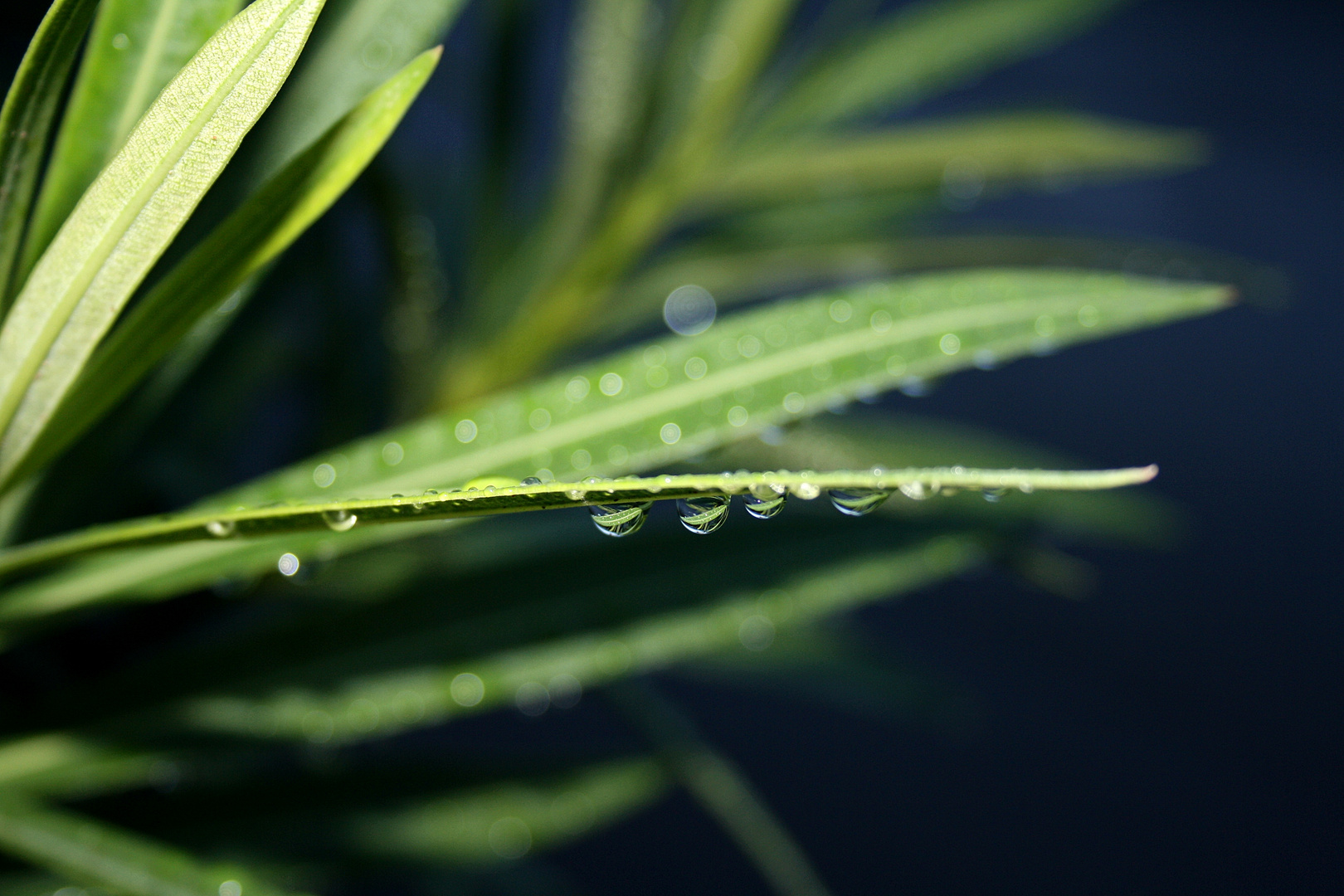 nach dem Regen