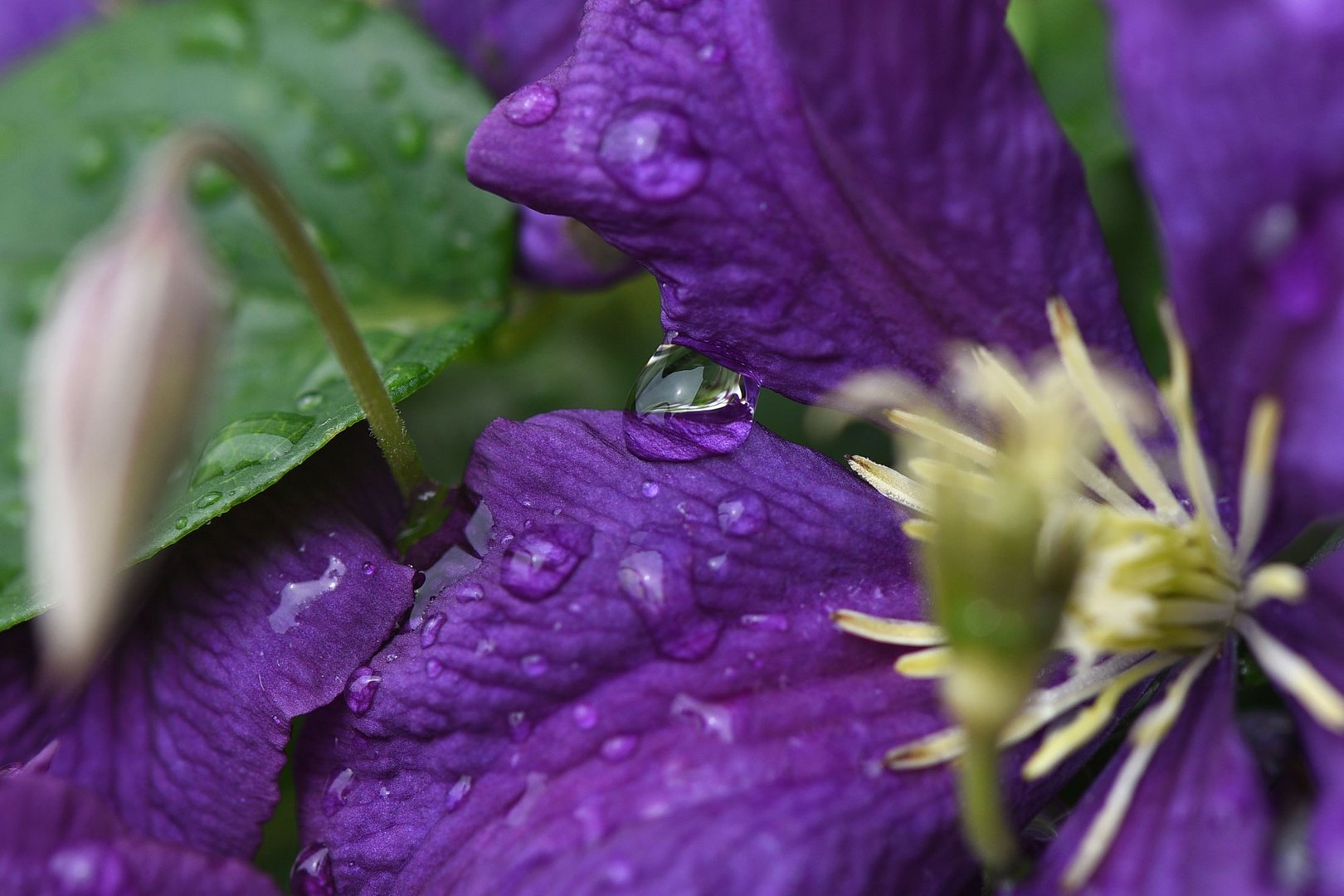 nach dem Regen