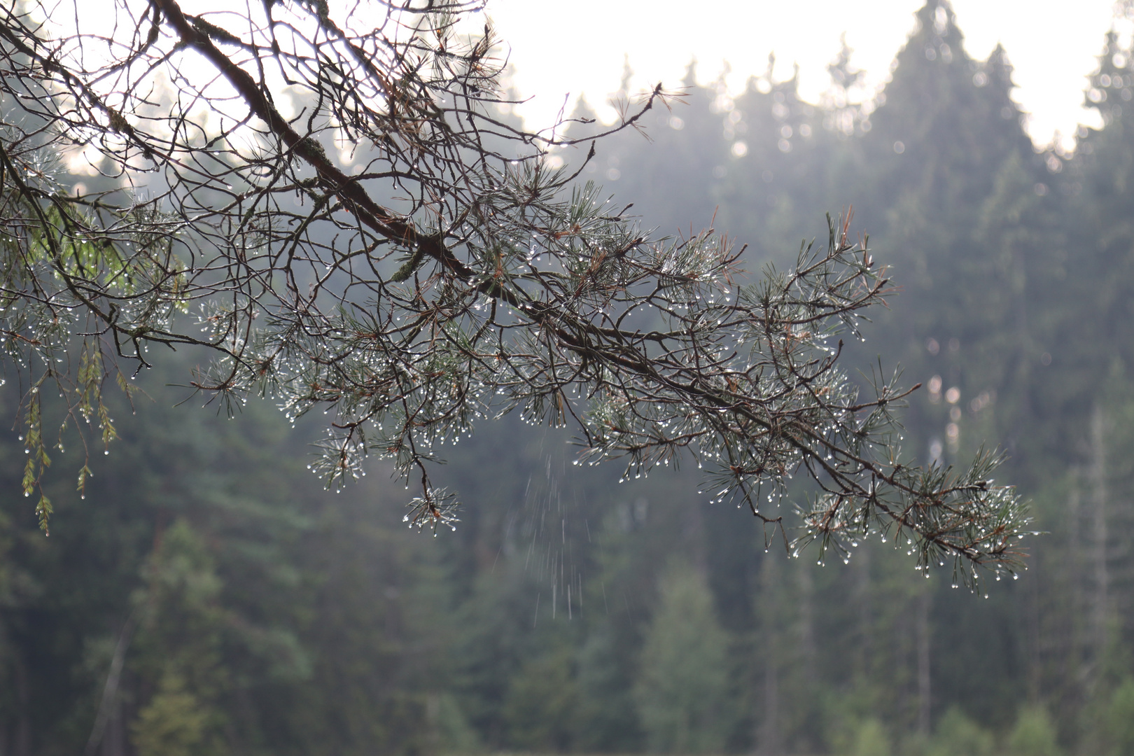 Nach dem Regen