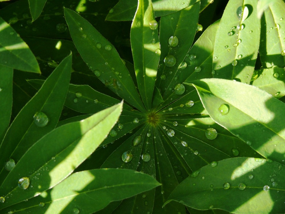 Nach dem Regen