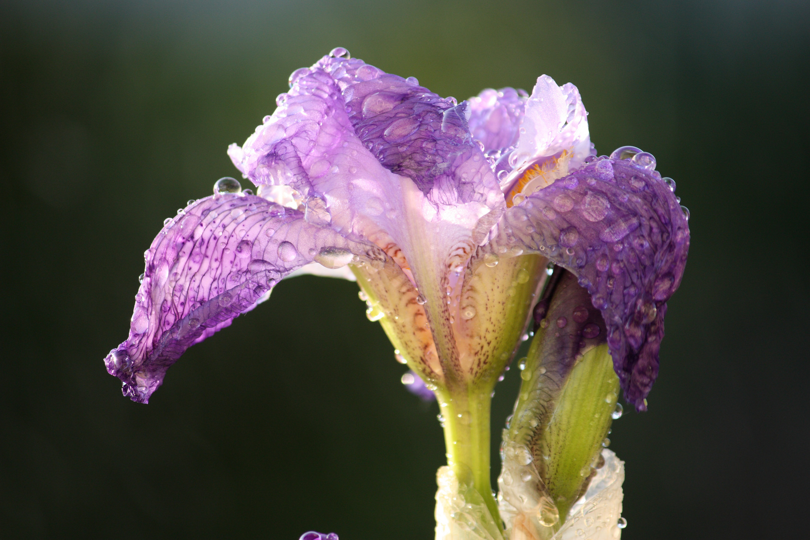 Nach dem Regen