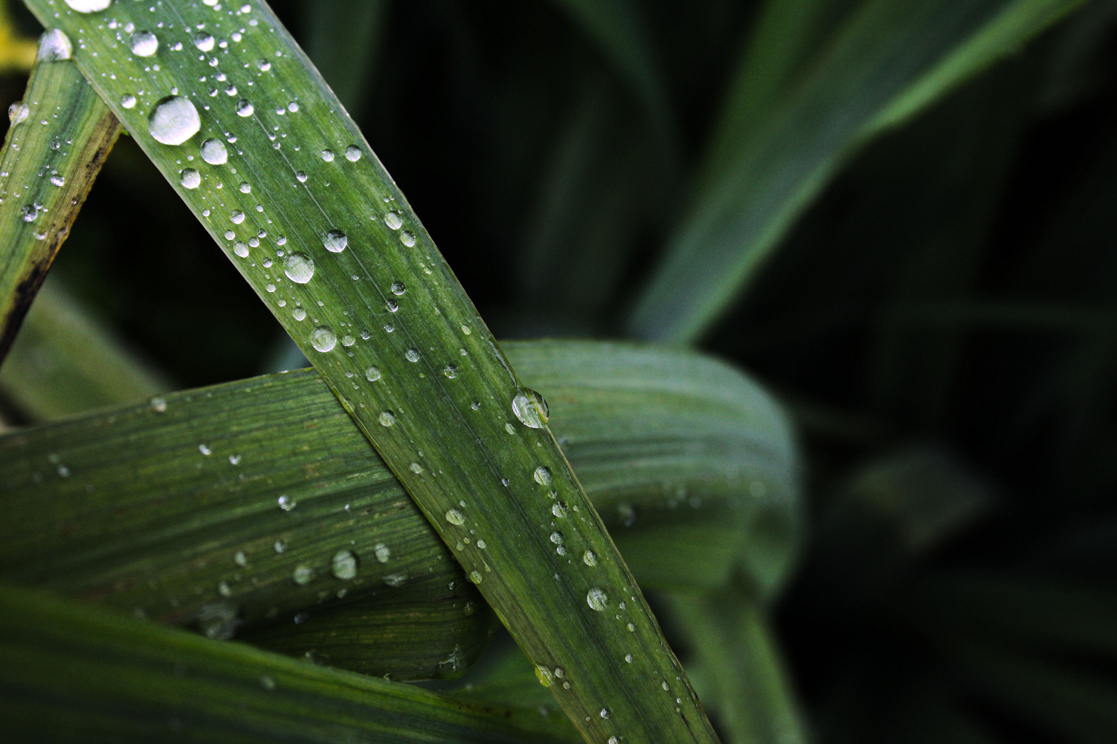 Nach dem Regen, die schönen Seiten sehen!