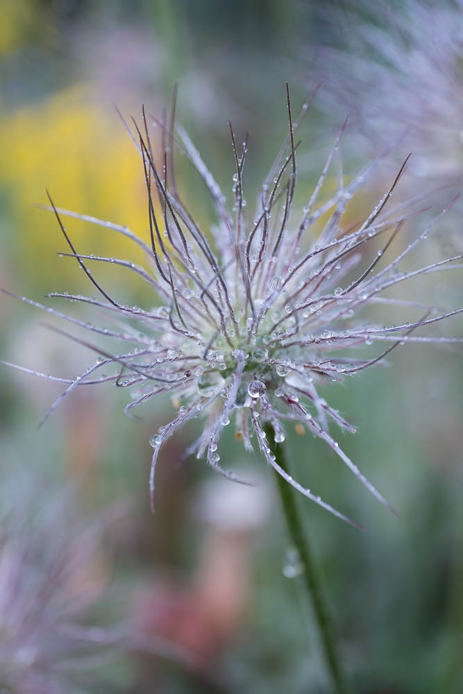 nach dem Regen, die zweite