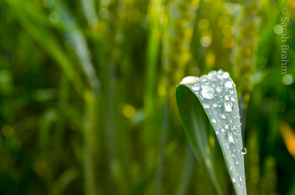 Nach dem Regen