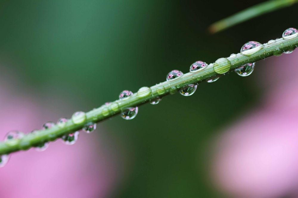 nach dem Regen von Armin Meindl 