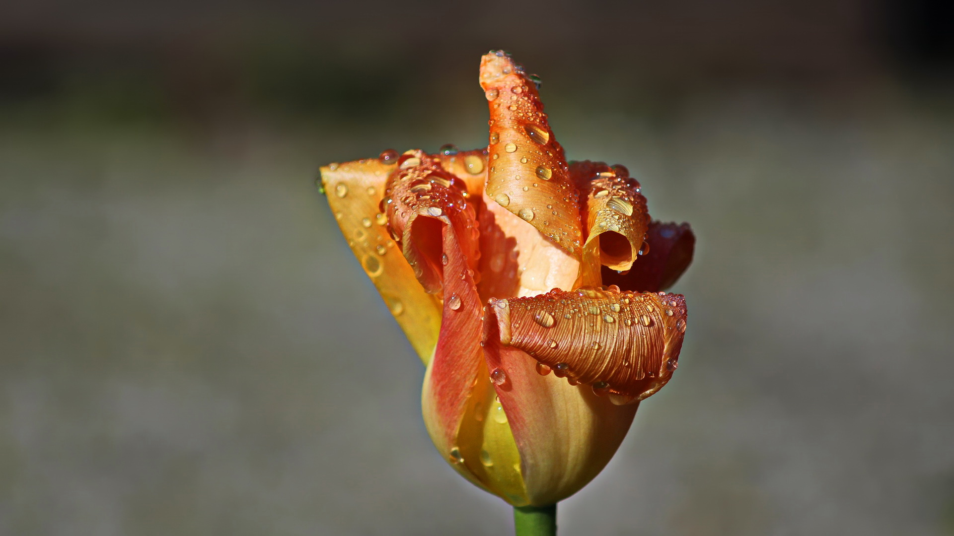 Nach dem Regen