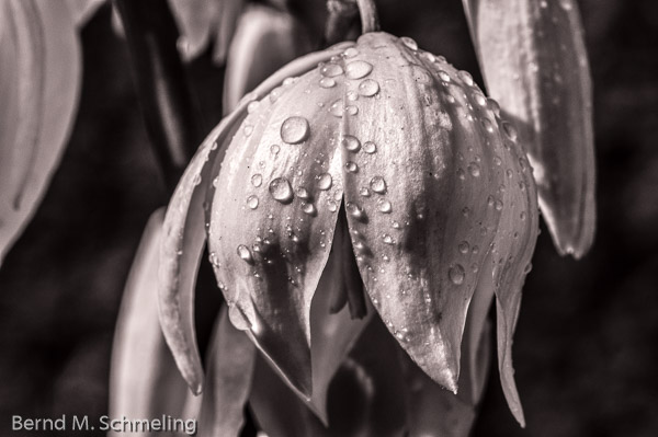 Nach dem Regen ...