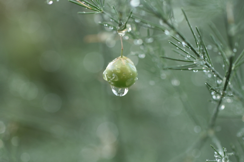 Nach dem Regen