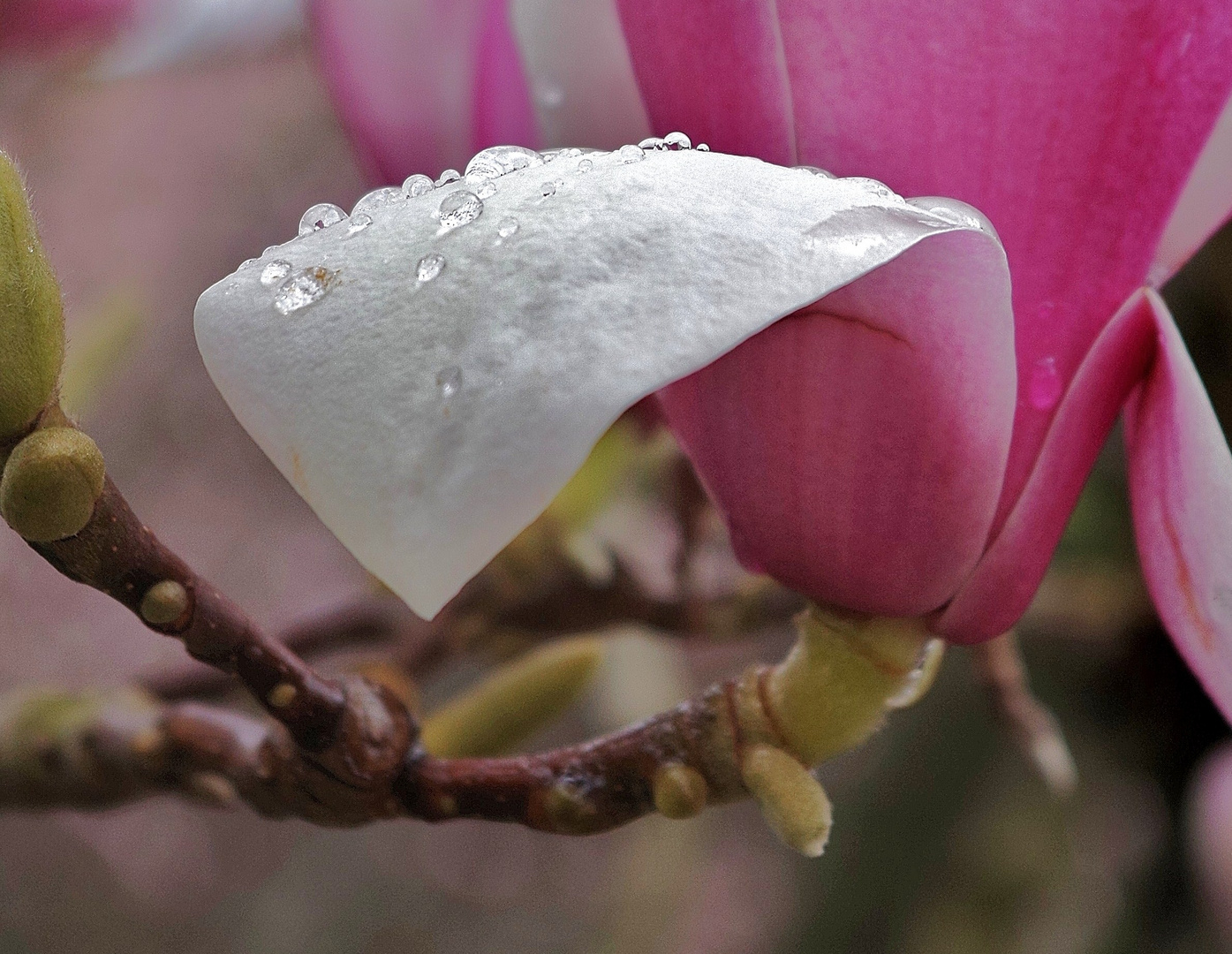 Nach dem Regen