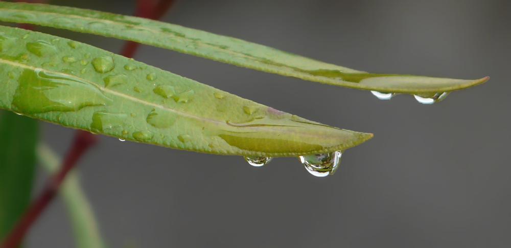 nach dem Regen