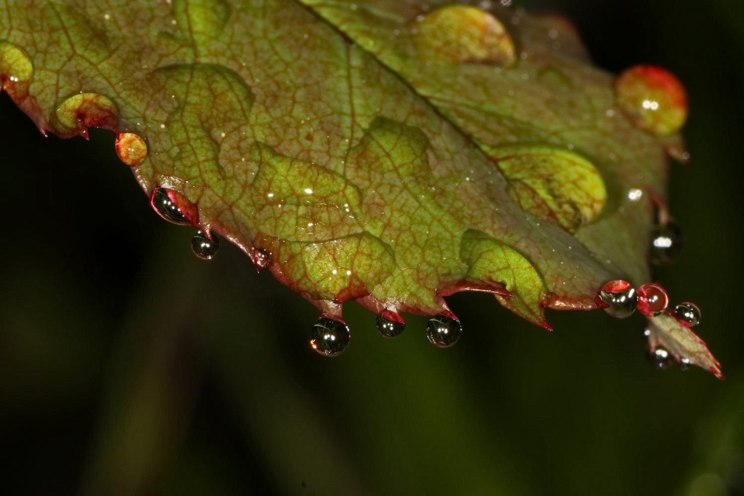 nach dem Regen...