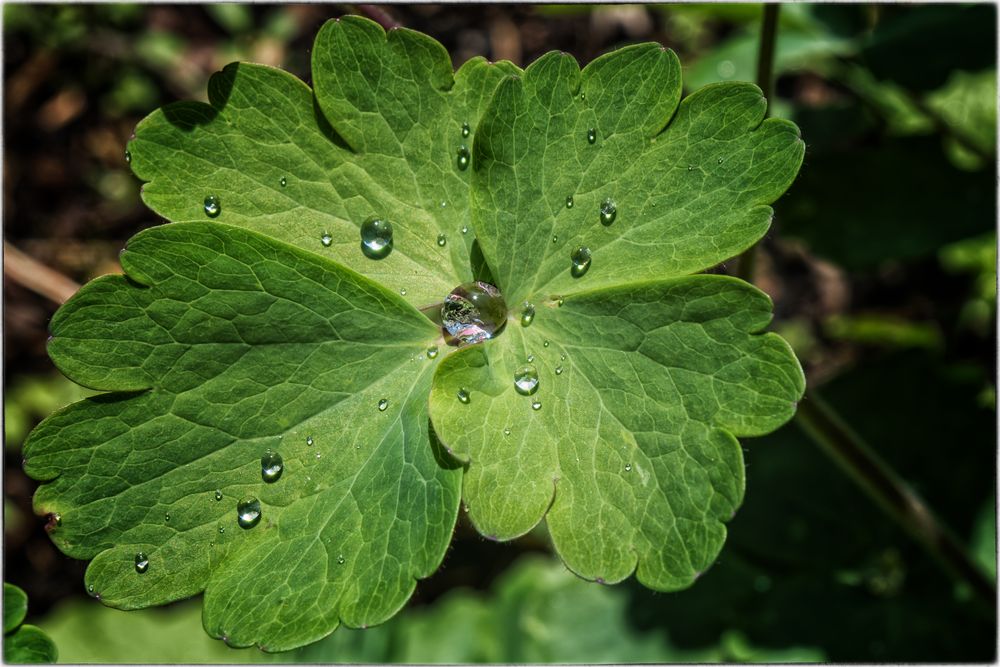 ... nach dem Regen