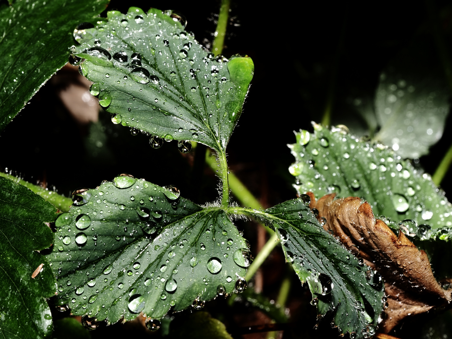 Nach dem Regen