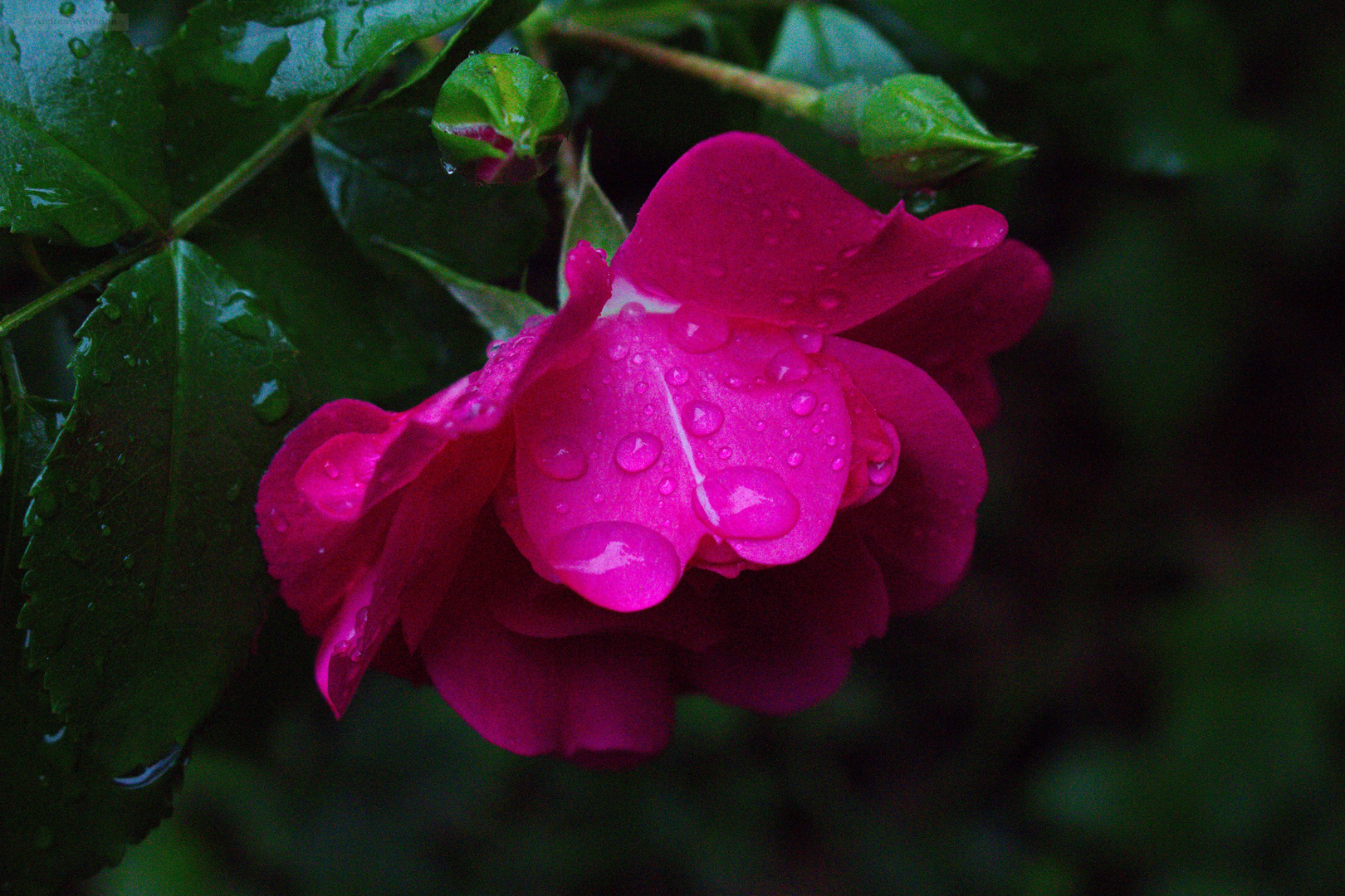 Nach dem Regen 