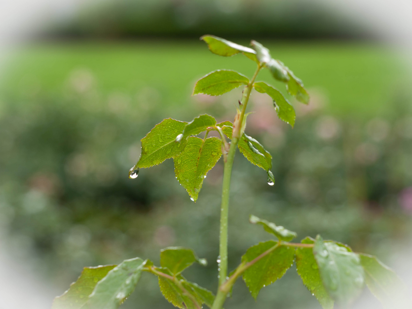 Nach dem Regen