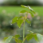 Nach dem Regen