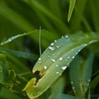 Nach dem Regen