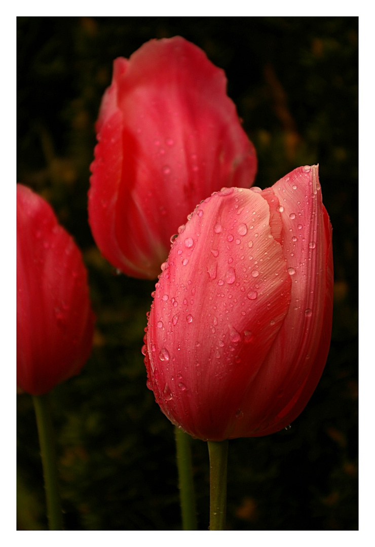 Nach dem Regen