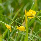 nach dem Regen