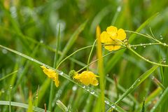 nach dem Regen