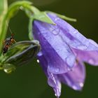 nach dem Regen