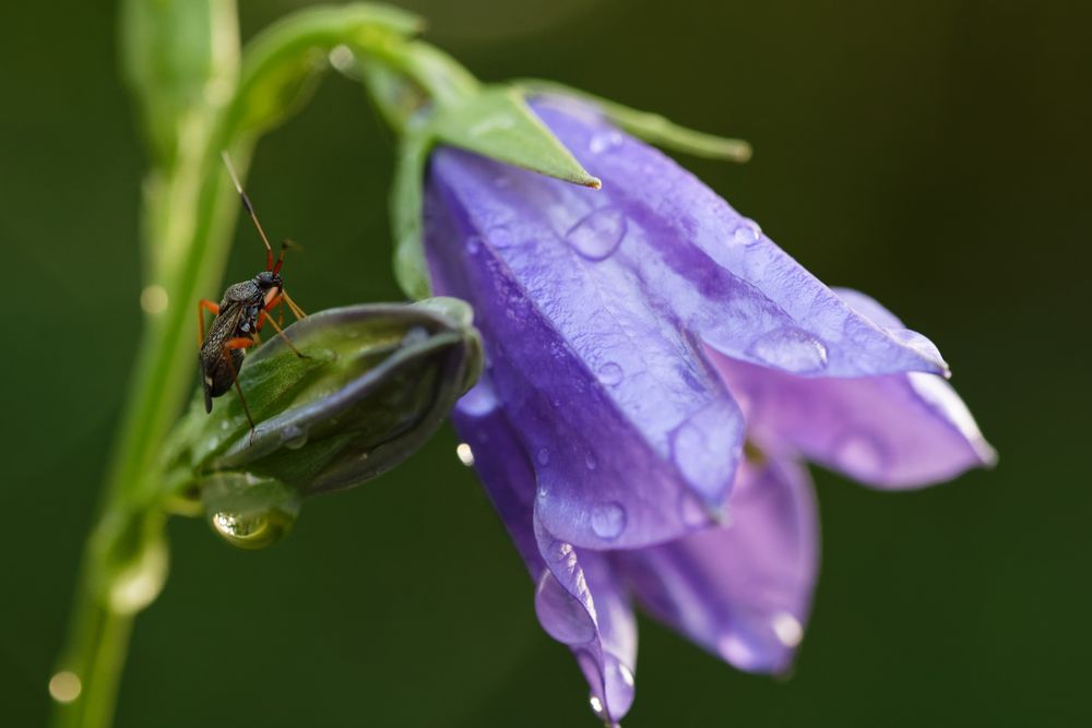 nach dem Regen