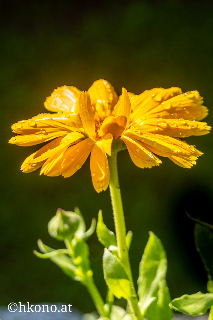 Nach dem Regen