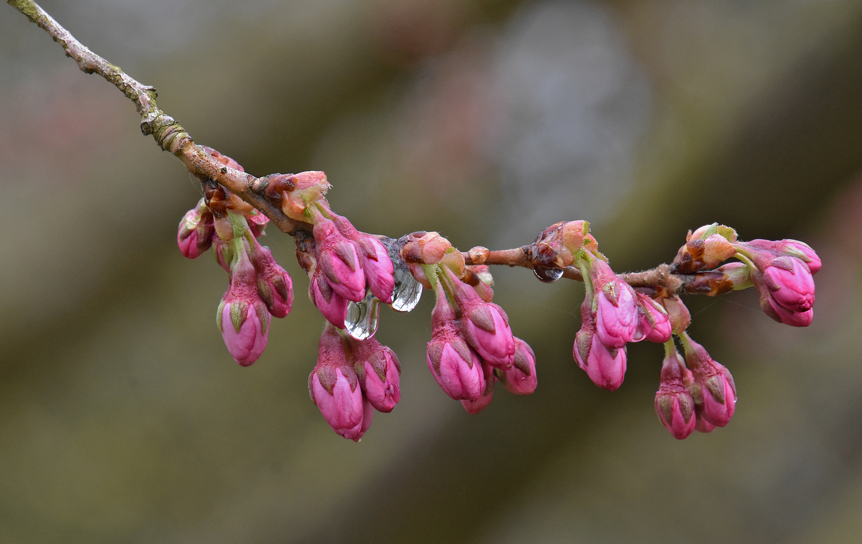 Nach dem Regen....