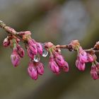 Nach dem Regen....