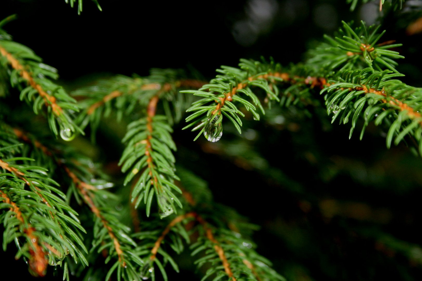 nach dem Regen